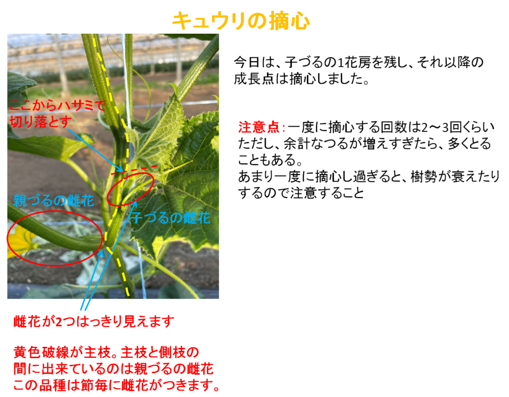 キュウリの摘心と春キャベツの梱包初体験 出来らぁblog